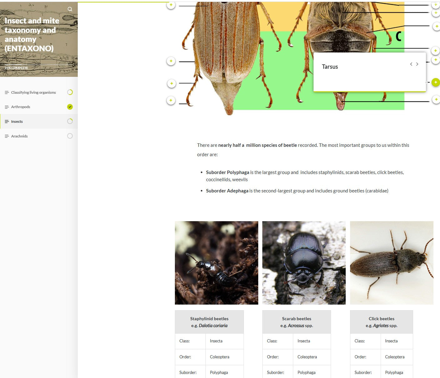Insect and mite taxonomy and anatomy (TAXAEN0923)