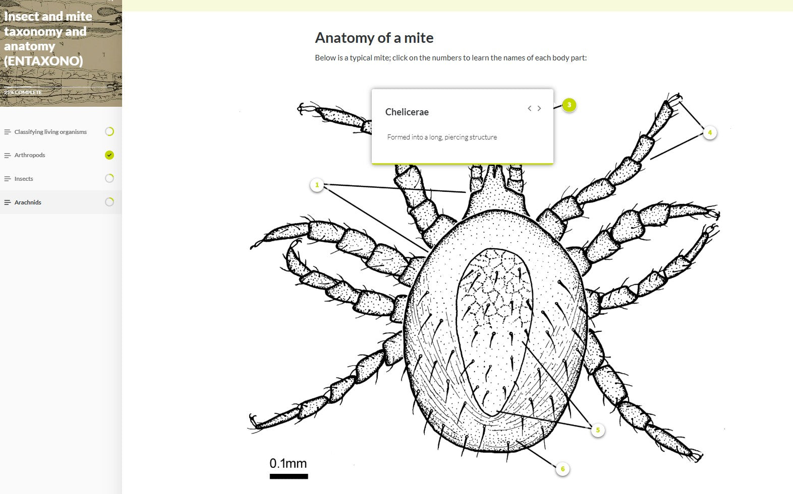 Insect and mite taxonomy and anatomy (TAXAEN0923)