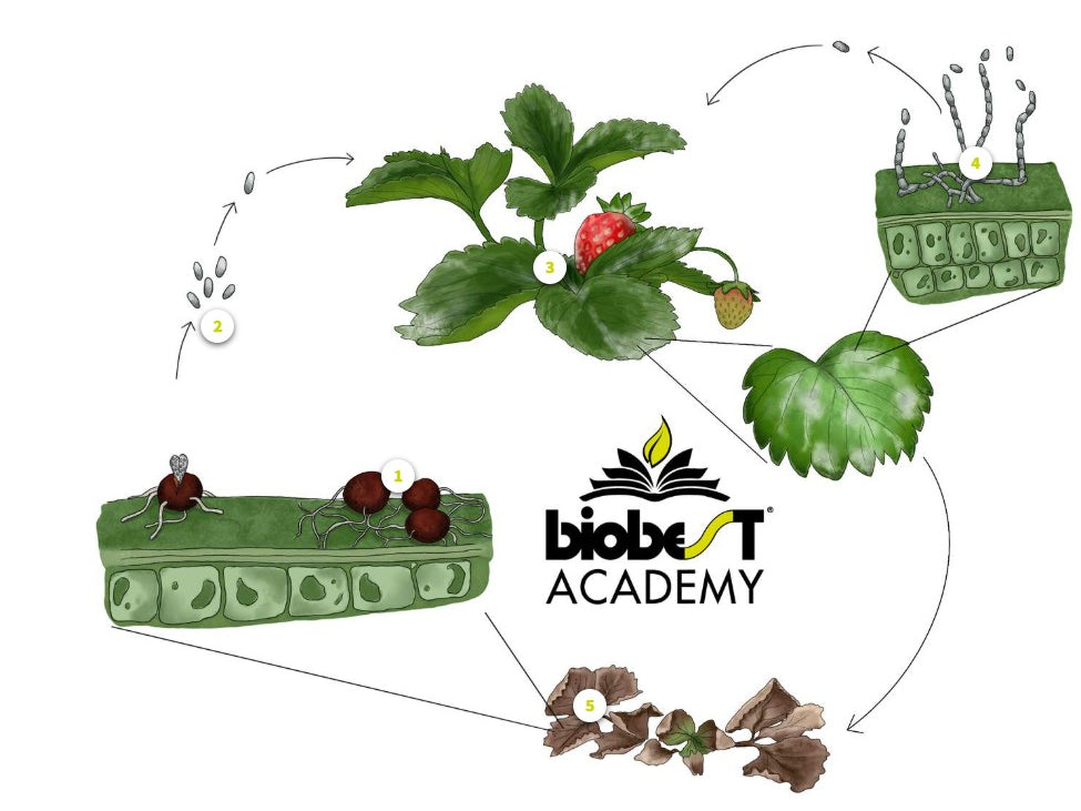 Key diseases in protected crops (DPCAEN0923)
