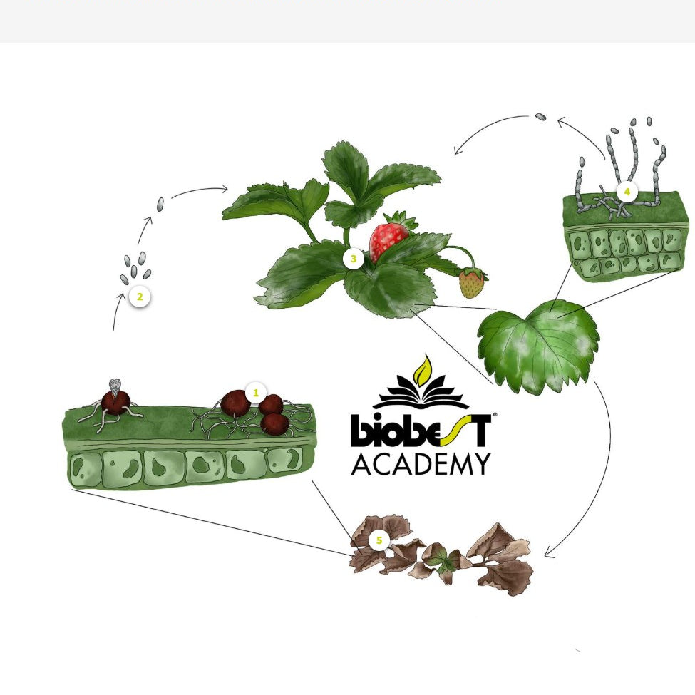 Key diseases in protected crops (DPCAEN0923)