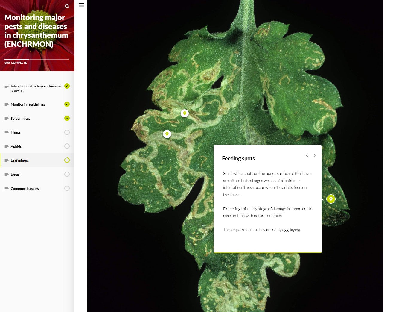 Monitoring major pests and diseases of Chrysanthemums (CHRBEN1024)