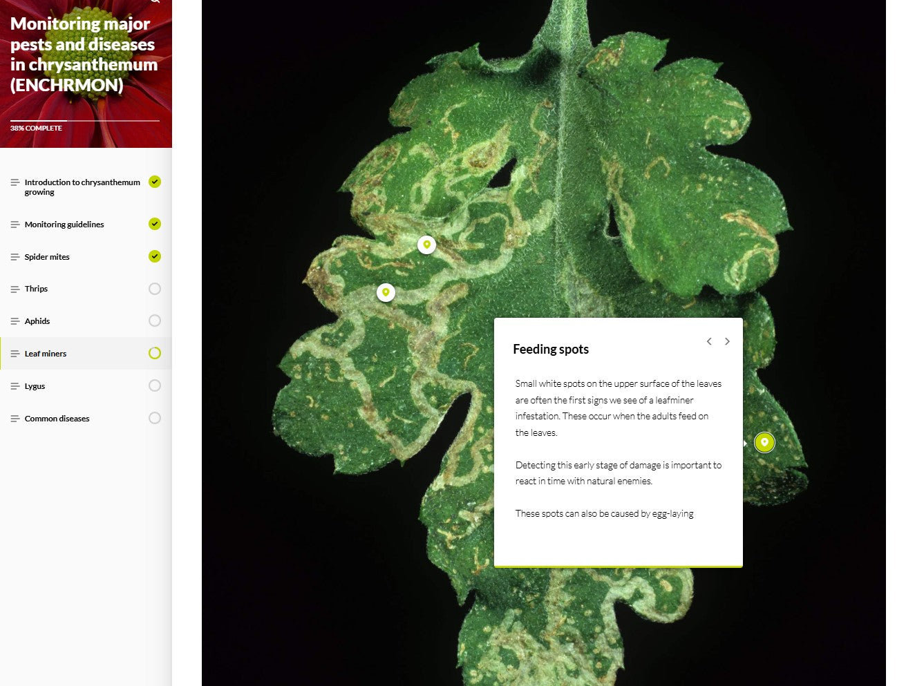 Monitoring major pests and diseases of Chrysanthemums (CHRBEN1024)