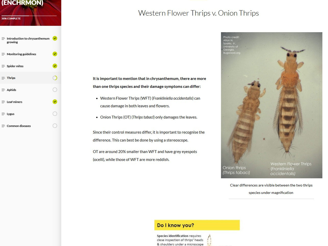 Monitoring major pests and diseases of Chrysanthemums (CHRBEN1024)