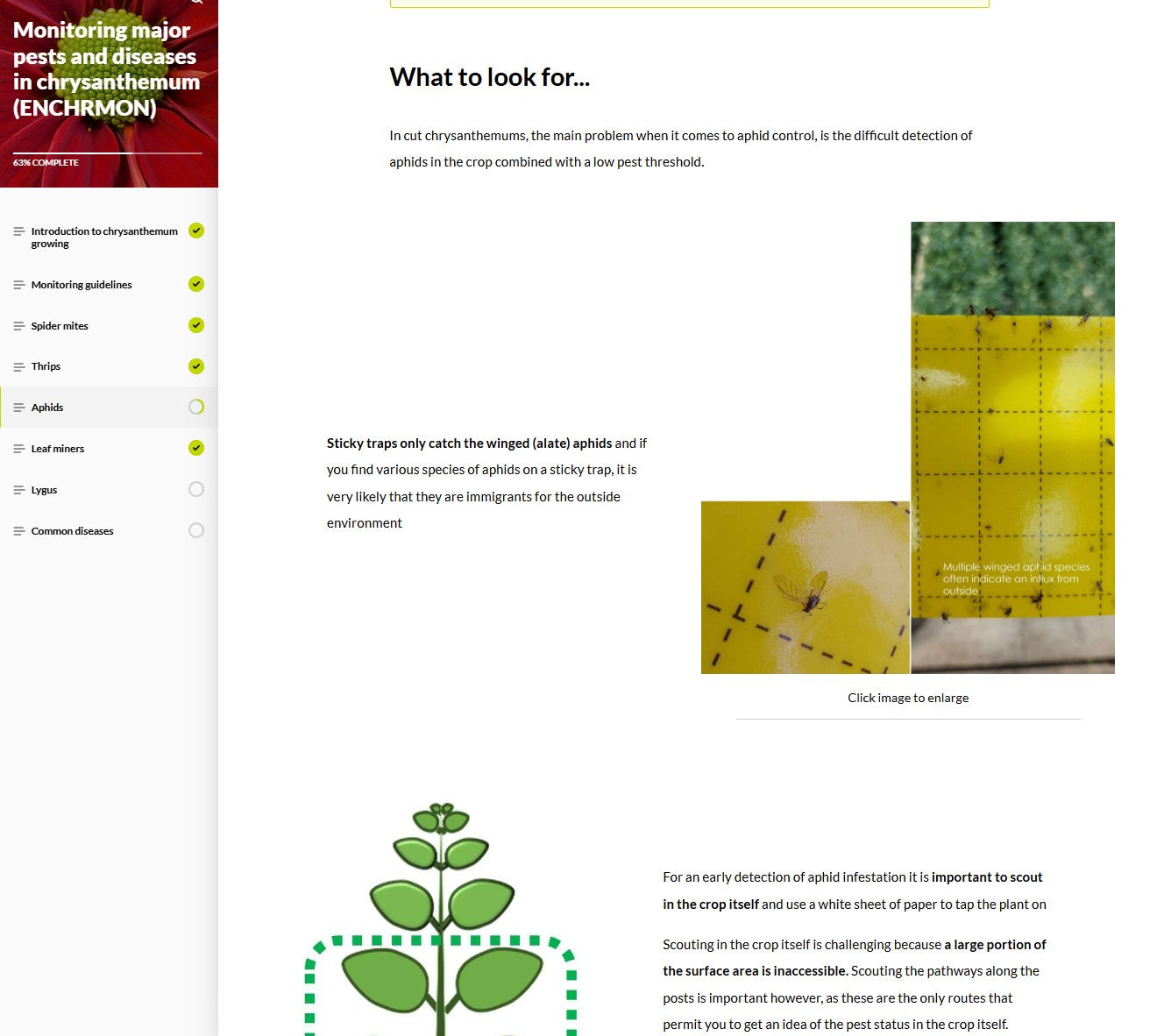 Monitoring major pests and diseases of Chrysanthemums (CHRBEN1024)