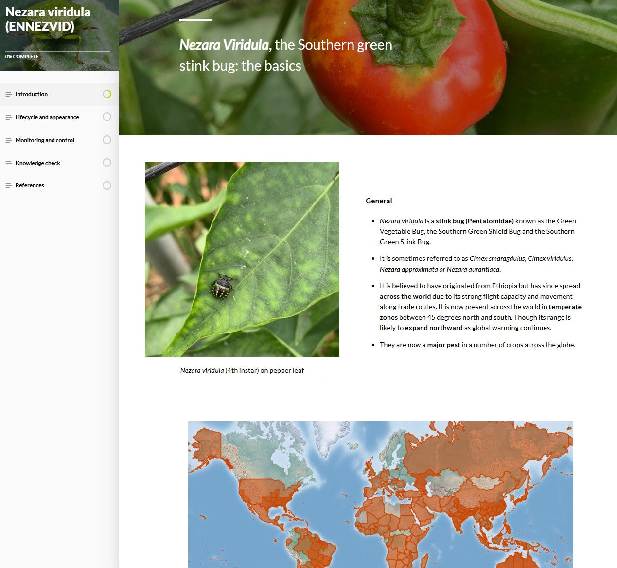 Nezara viridula (NEZAEN0923)