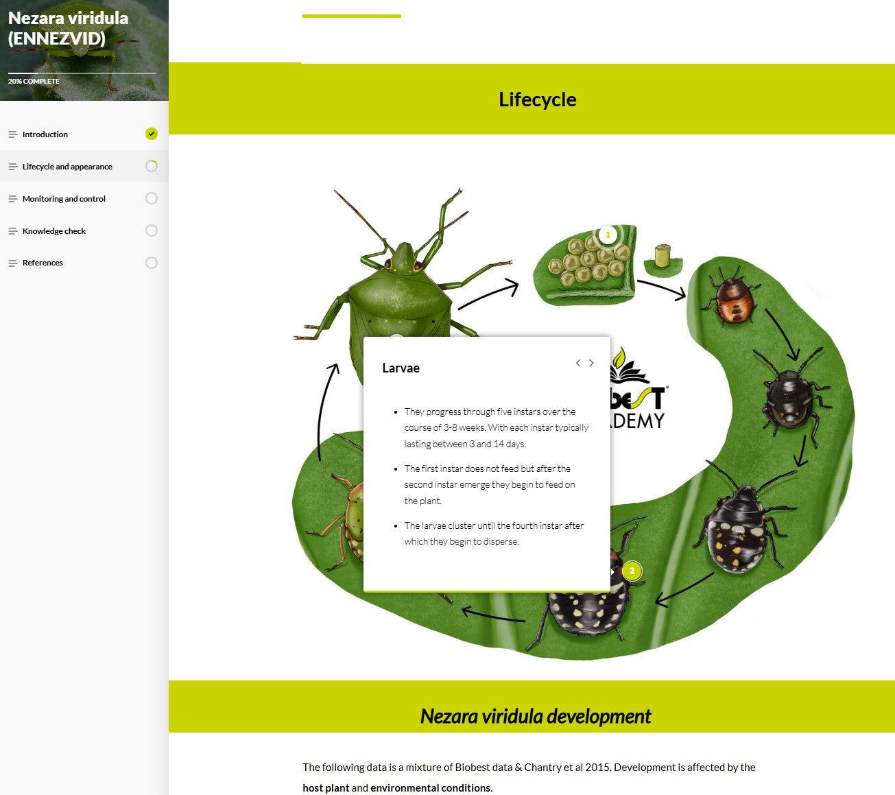 Nezara viridula (NEZAEN0923)