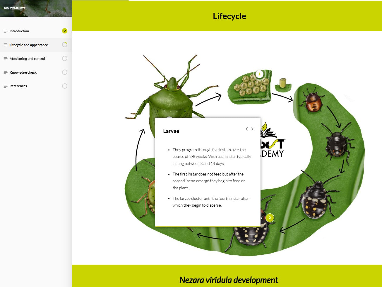 Nezara viridula (NEZAEN0923)