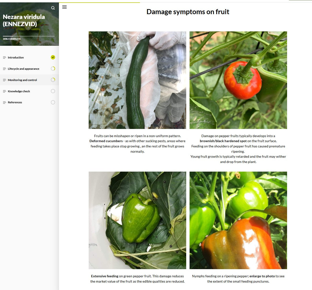 Nezara viridula (NEZAEN0923)