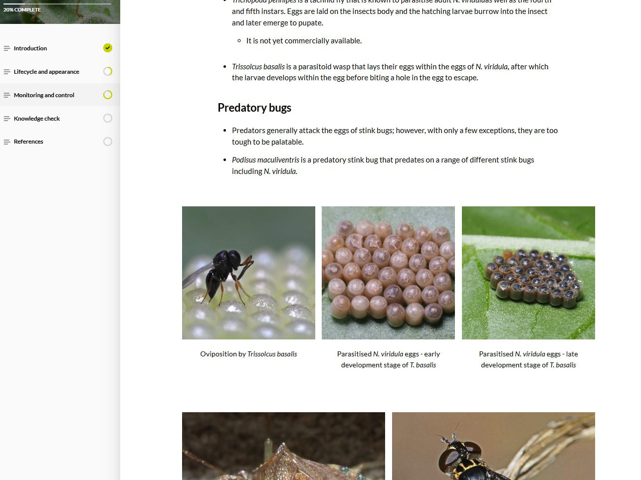 Nezara viridula (NEZAEN0923)