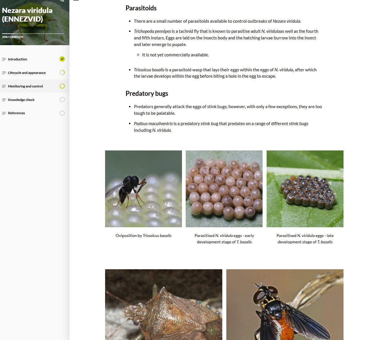 Nezara viridula (NEZAEN0923)