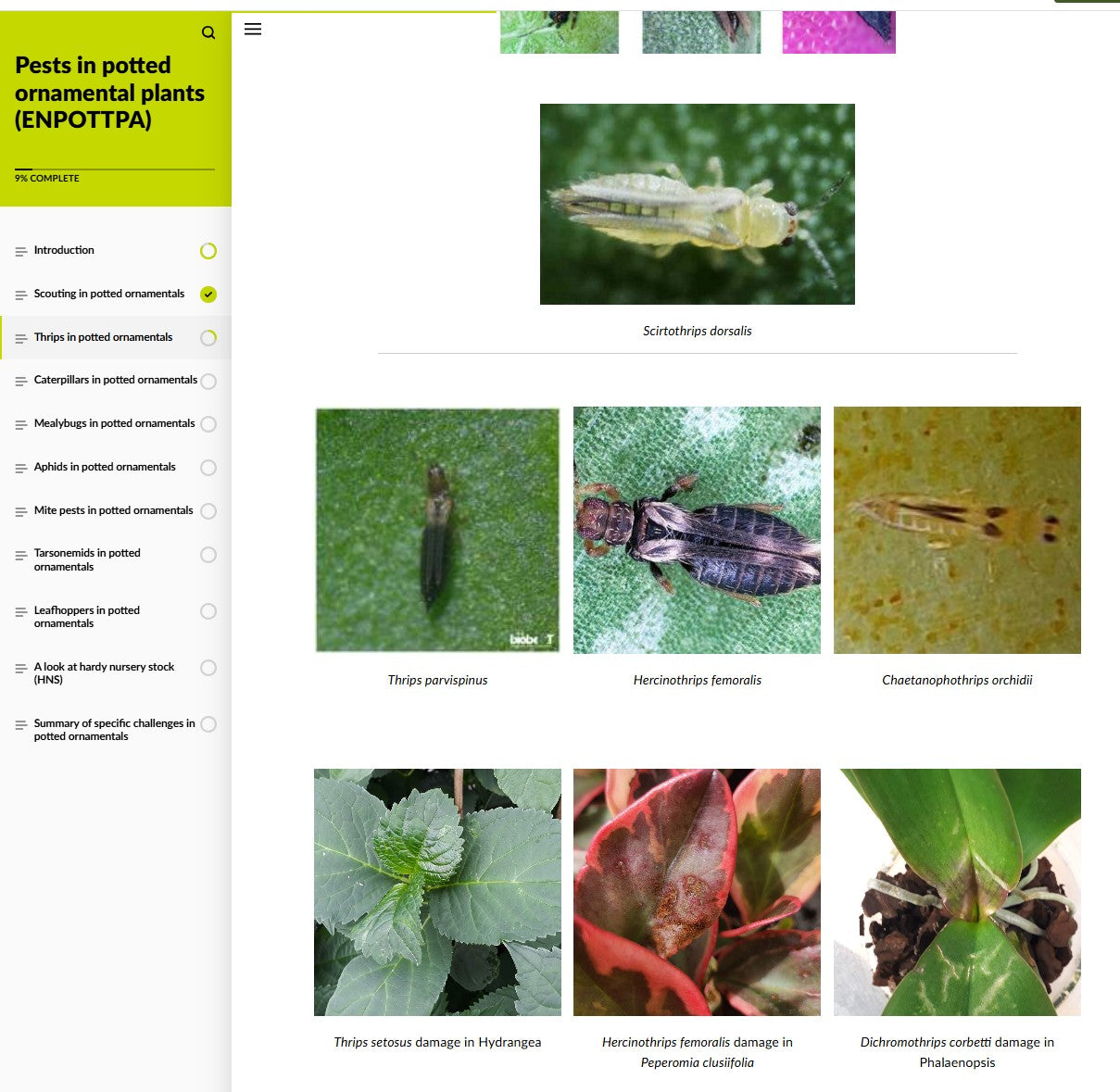 Pests of potted ornamental crops (ORNAEN0425)