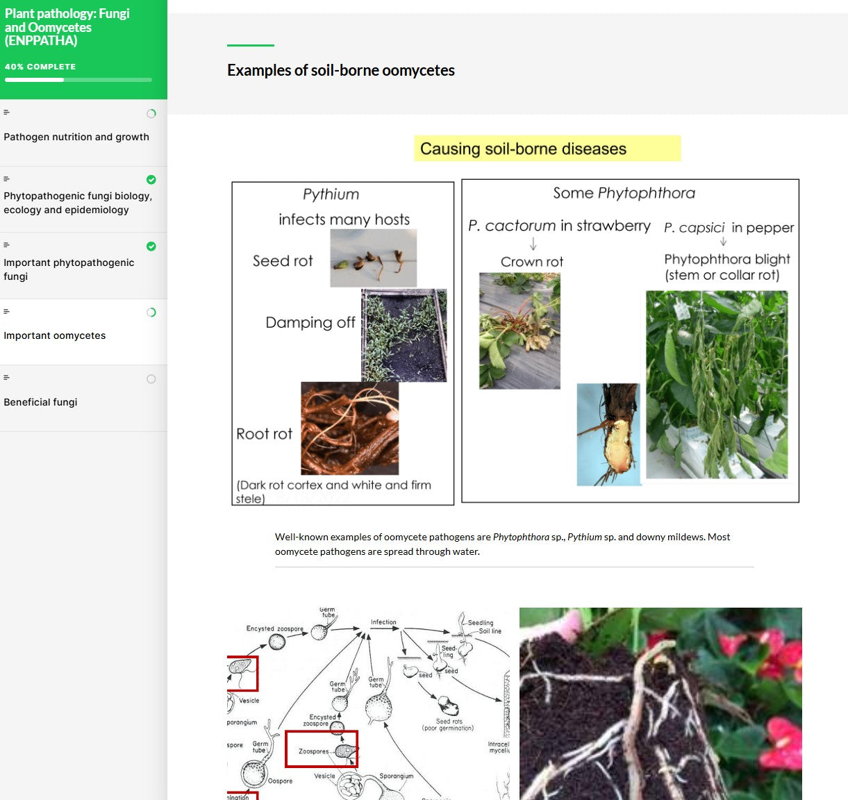 Plant pathology: fungi and oomycetes (PPTAEN0923)