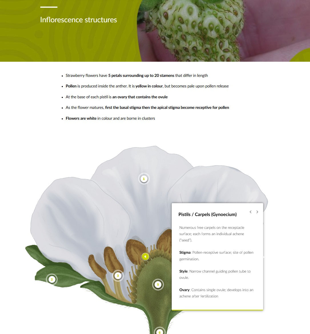 Strawberry IPM and pollination (STRAEN0124)