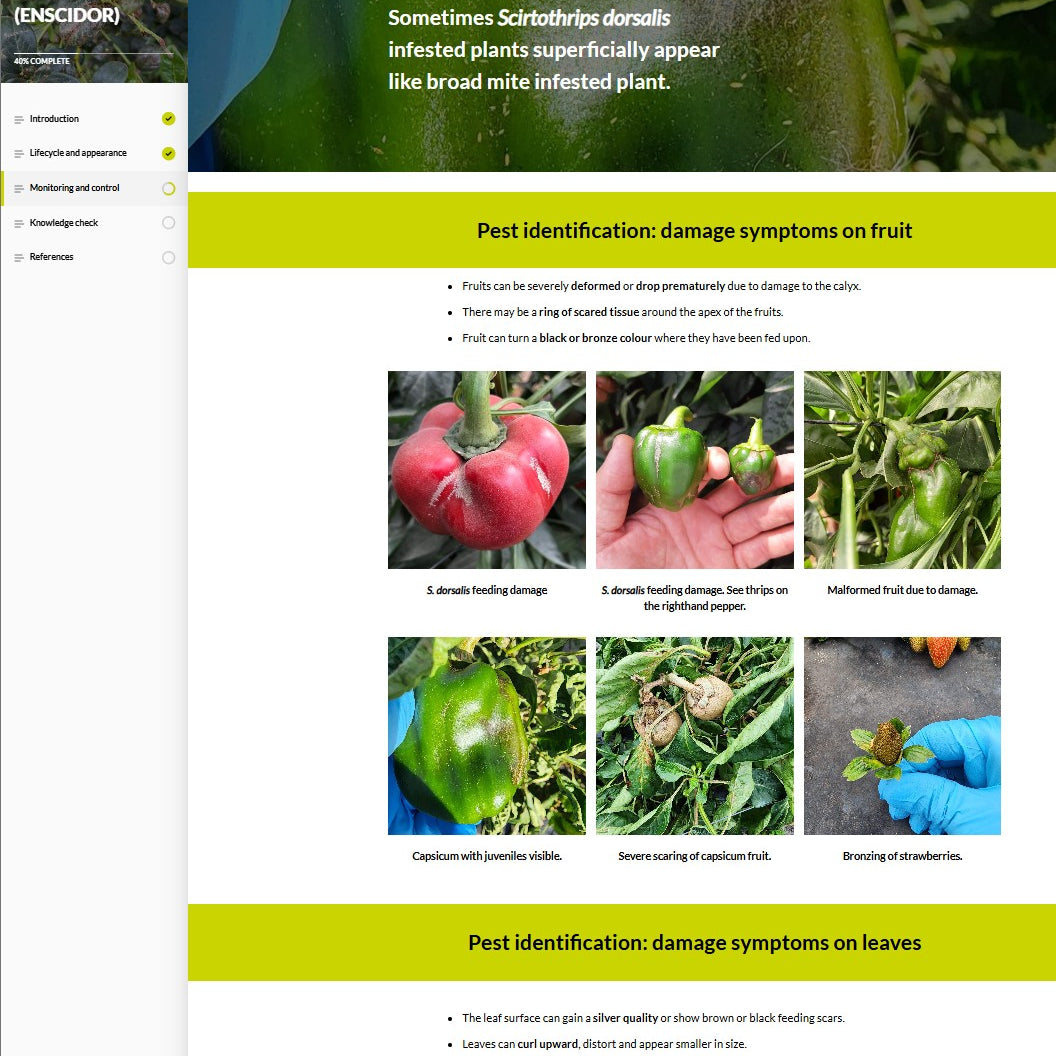 Scirtothrips dorsalis (SCIAEN0923)