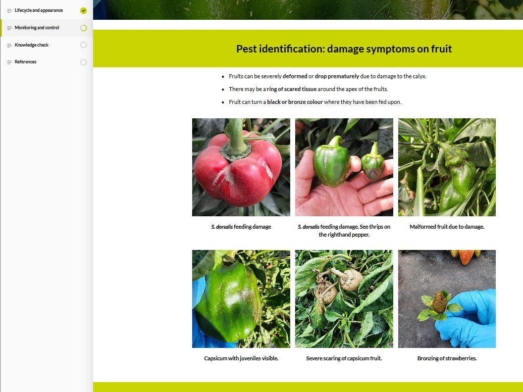 Scirtothrips dorsalis (SCIAEN0923)