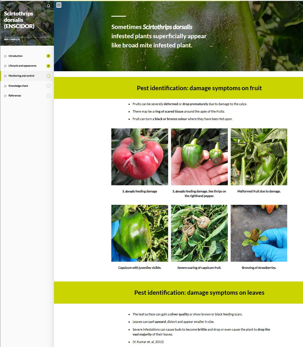 Scirtothrips dorsalis (SCIAEN0923)