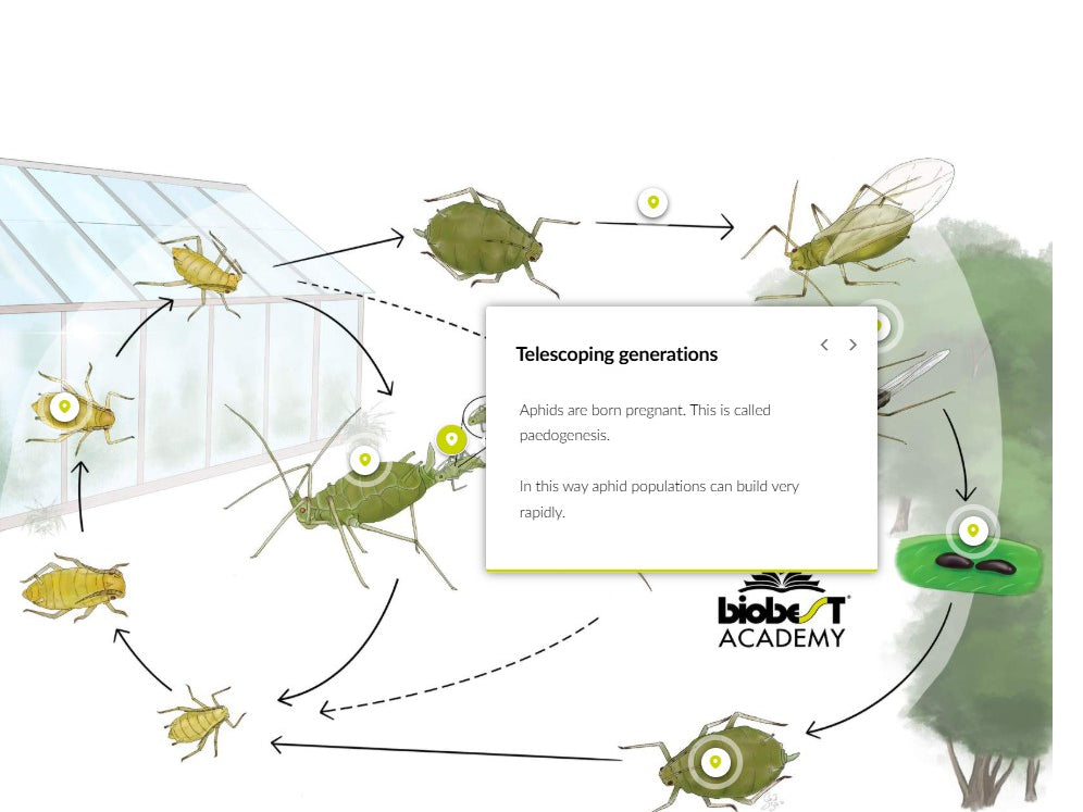 Save 25% - Advanced Thrips, Aphids, Whiteflies and Spider Mites courses (ENGLISH)