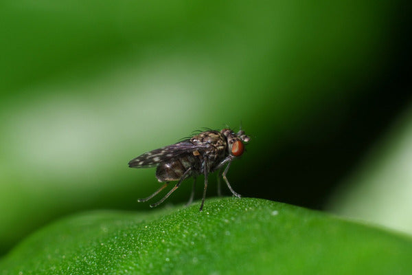 Fungus gnats & shore flies and their natural enemies (FUNAEN0922)