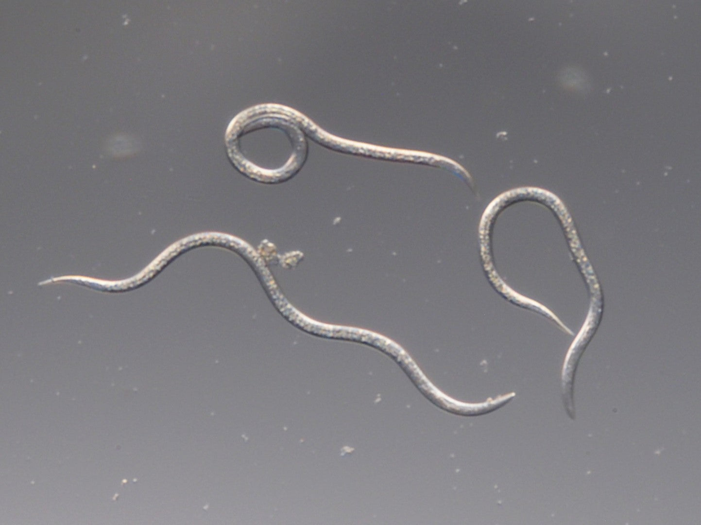 Entomopathogenic nematodes (EPNAEN0725)