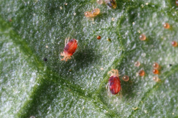 Spider mite control product introduction  (SPIBEN0922)