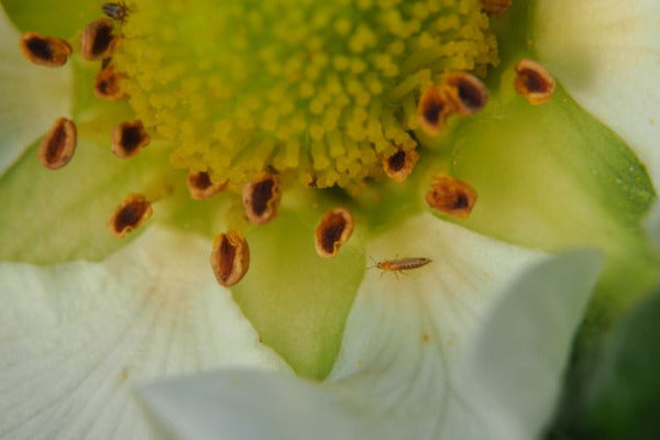 Thrips and their natural enemies (THRAEN0424)