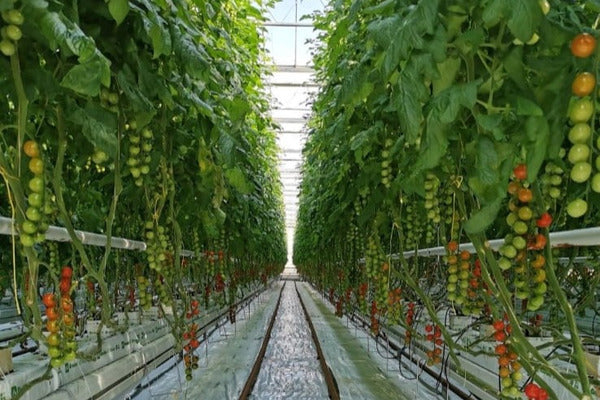 Tomato IPM and pollination (TOMAEN0922)