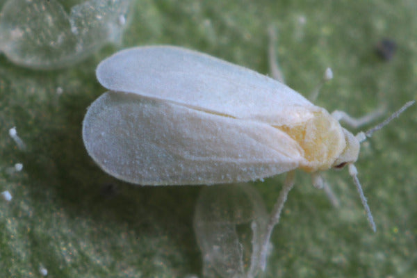 Whiteflies and their natural enemies (WFLAEN0424)