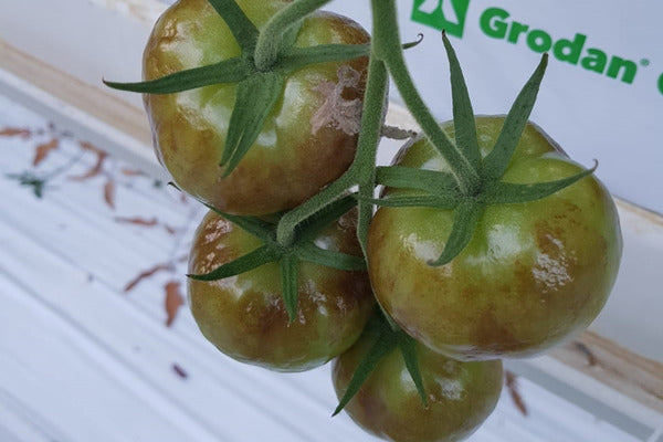 Tomato Brown Rugose Fruit Virus (ToBRFV) TRVAEN0523