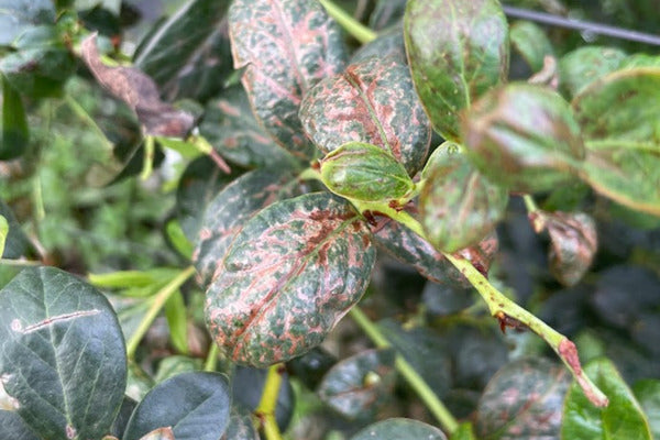 Scirtothrips dorsalis (SCIAEN0923)