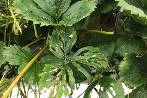 Sawflies on soft fruit crops (SAWAEN0324)