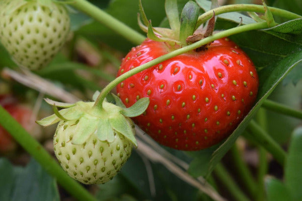 Introduction to strawberry IPM and growing (STRBEN0922)