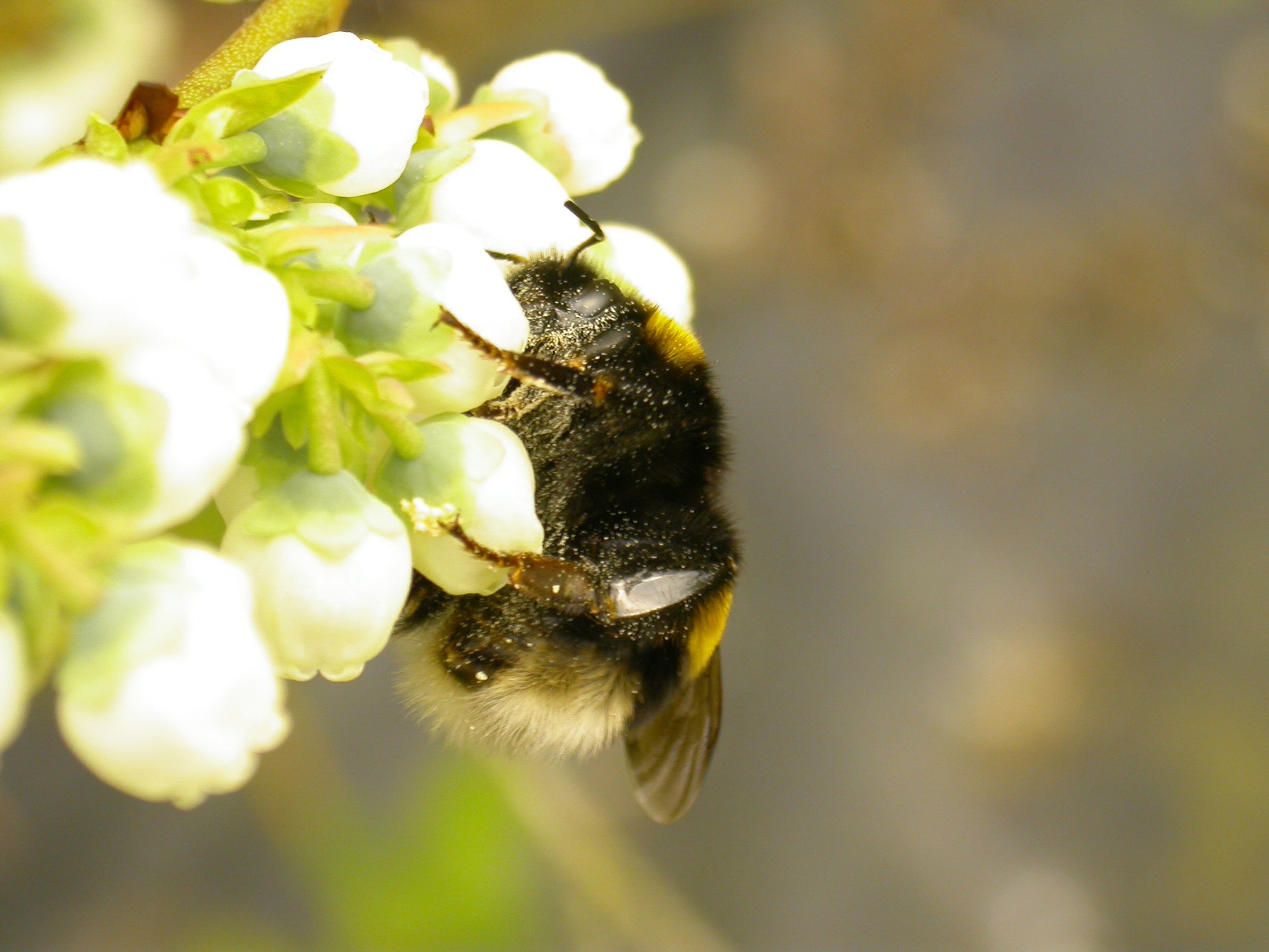 Save 25% - 1 year access to all 35 ADVANCED level courses together (ENGLISH)