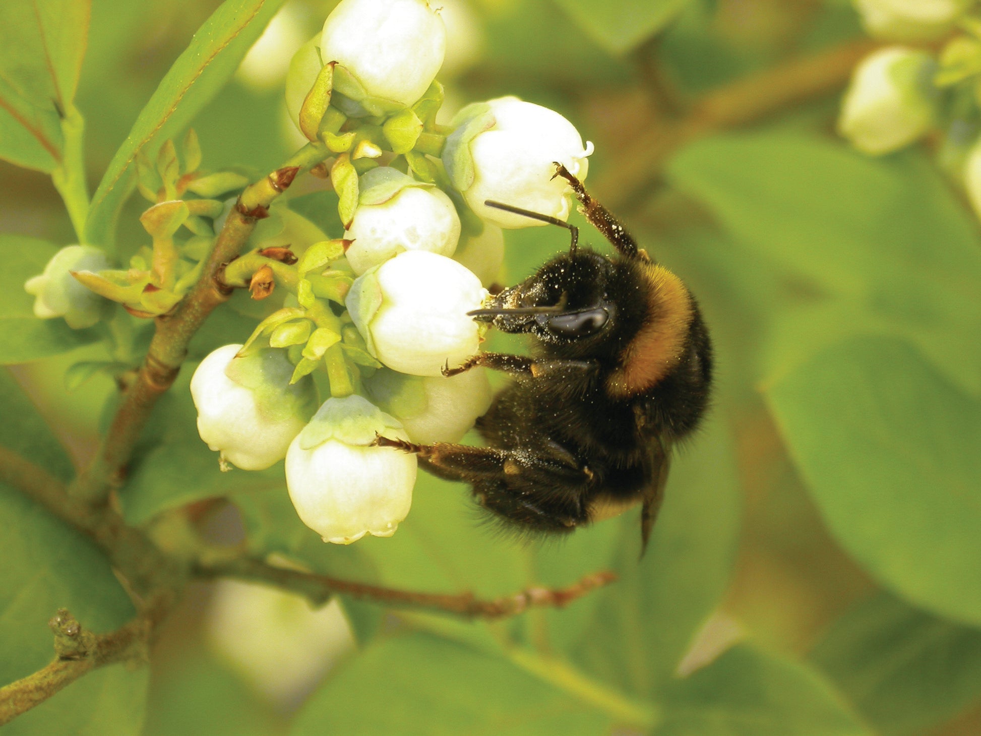 Bumblebee pollination in blueberries (BLPAEN1124)