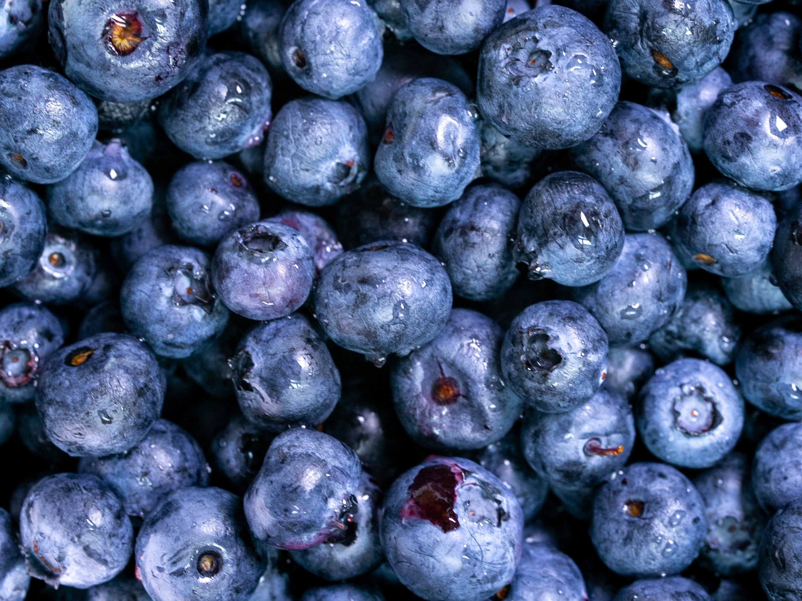 Bumblebee pollination in blueberries (BLPAEN1124)