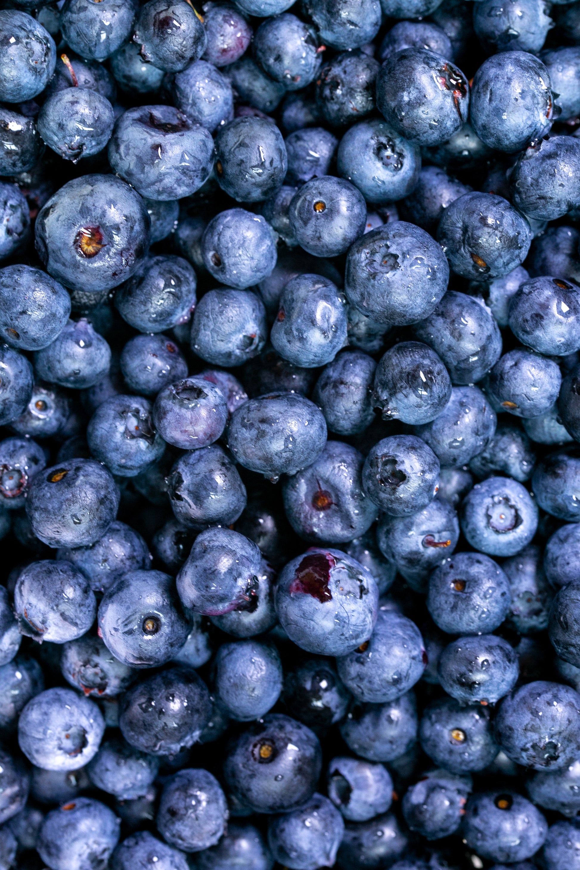 Bumblebee pollination in blueberries (BLPAEN1124)