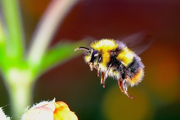 Bombus arısında tozlaşmaya giriş (POLBTR0823)