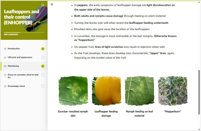 Leafhoppers (LHOAEN0922)