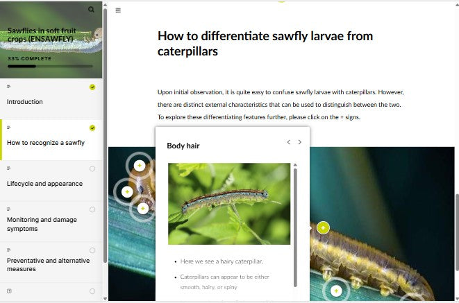 Sawflies on soft fruit crops (SAWAEN0324)