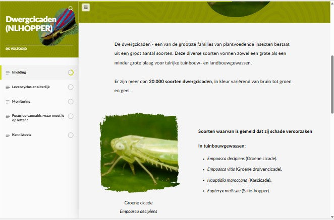 Dwergcicaden (LHOANL0424)