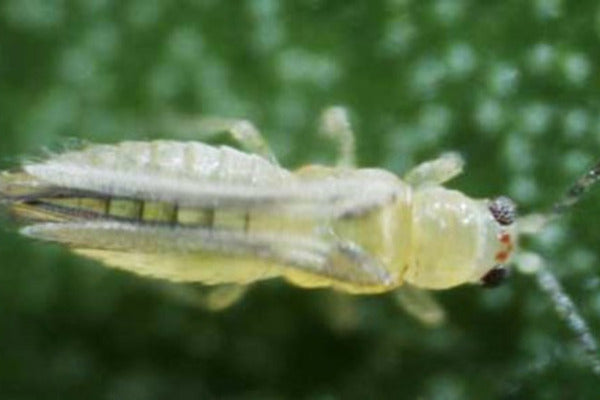 Scirtothrips dosalis (SCIANL0224)