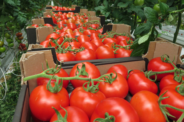 Domates IPM'si ve tozlaşma (TOMATR0424)