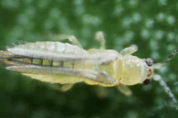 Scirtothrips dorsalis (SCIAEN0923)