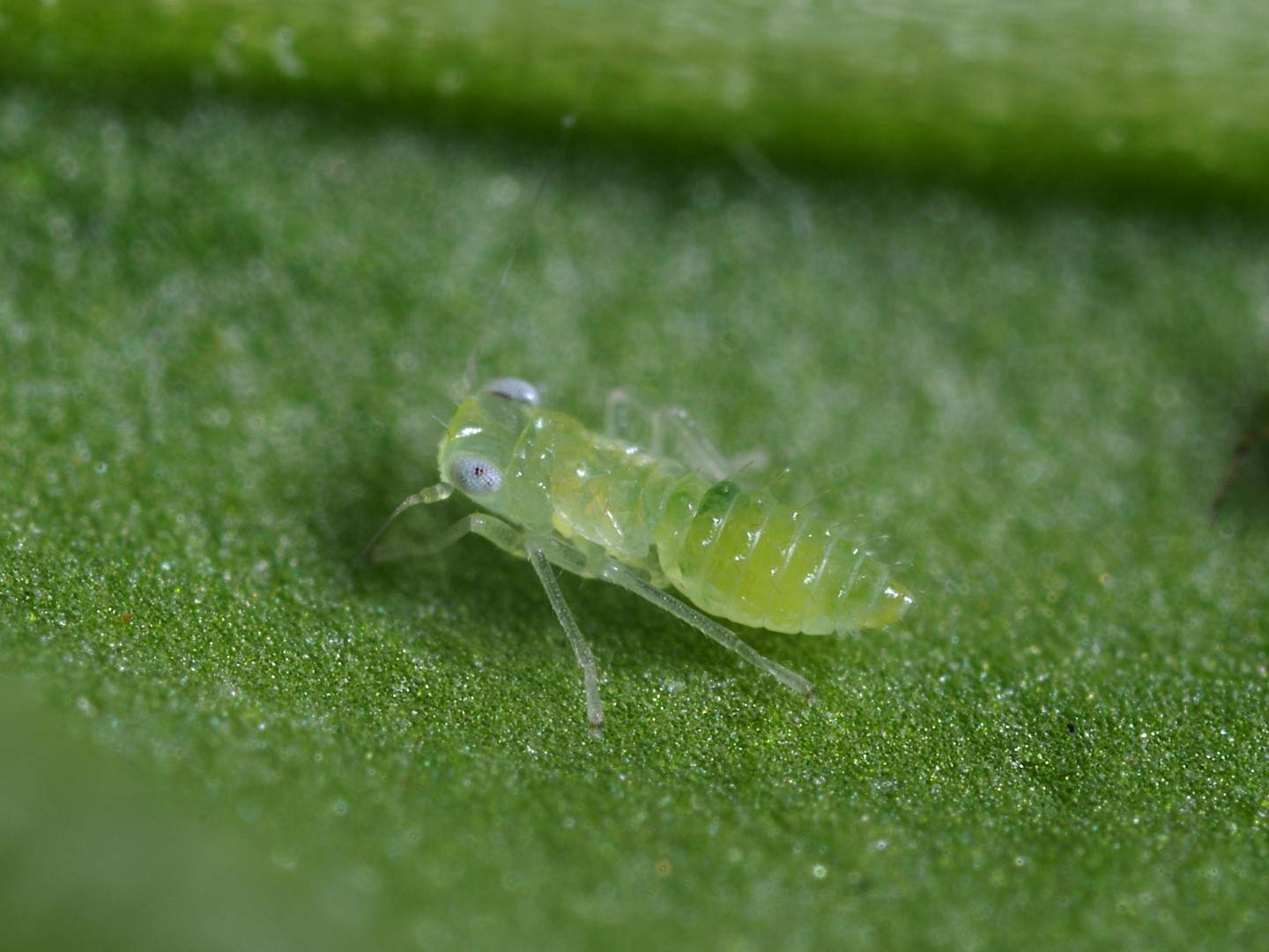 Leafhoppers (LHOAEN0922)