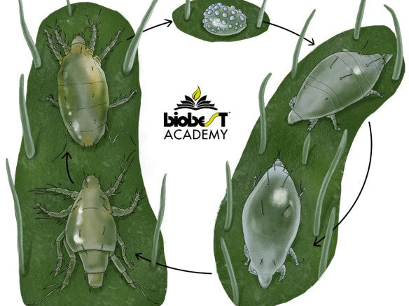 Tarsonemid mites (TARAEN0922)