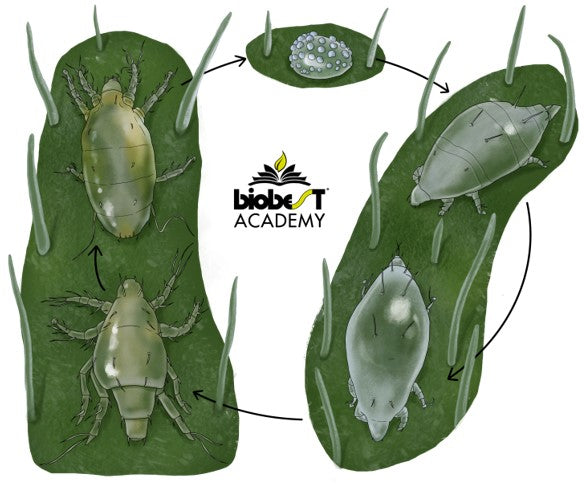 Tarsonemid mites (TARAEN0922)