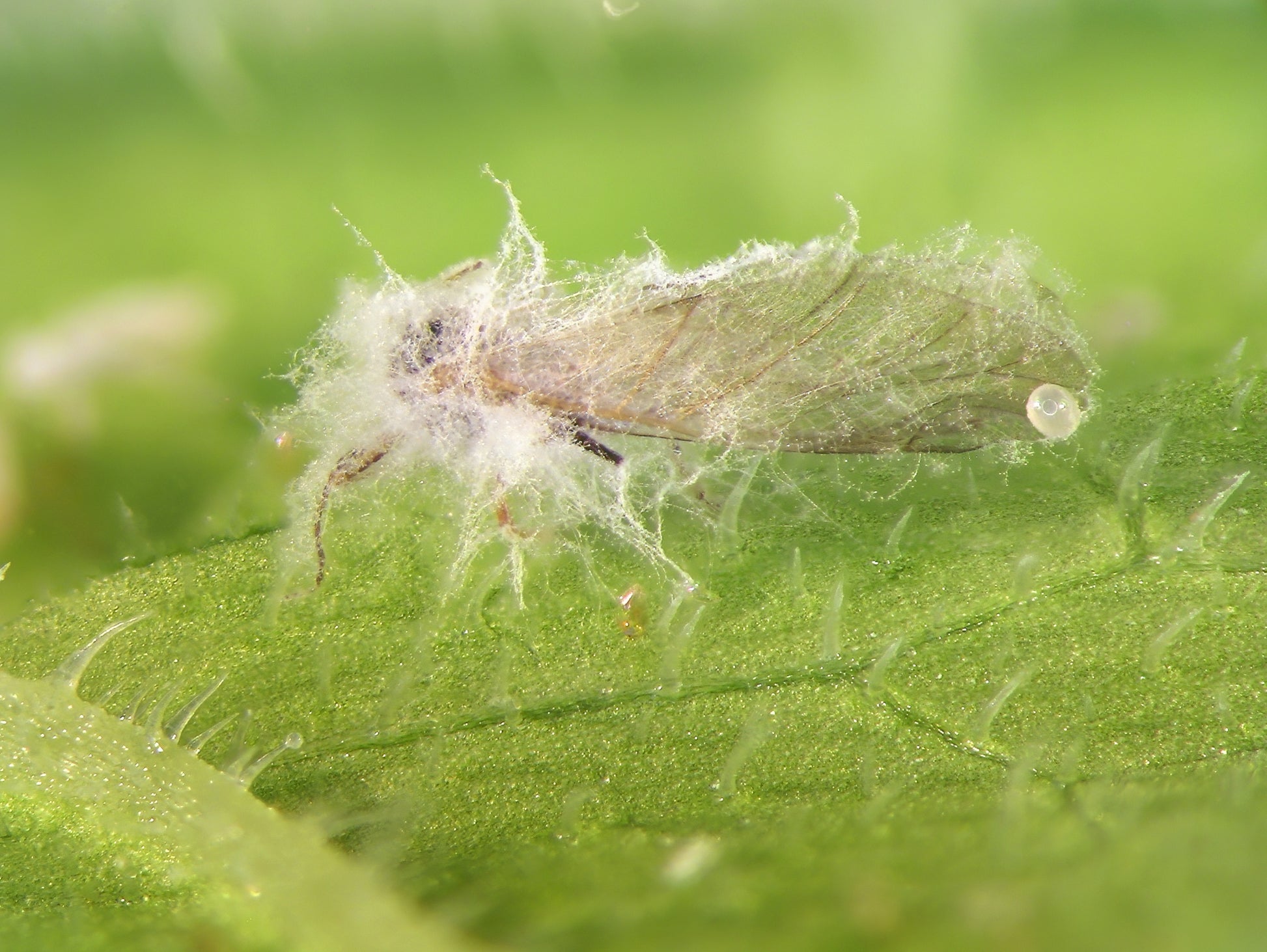 Bioprotectants defined (BPDBEN0923)