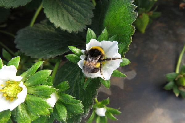 Introduction to bumblebee pollination (POLBEN0922)