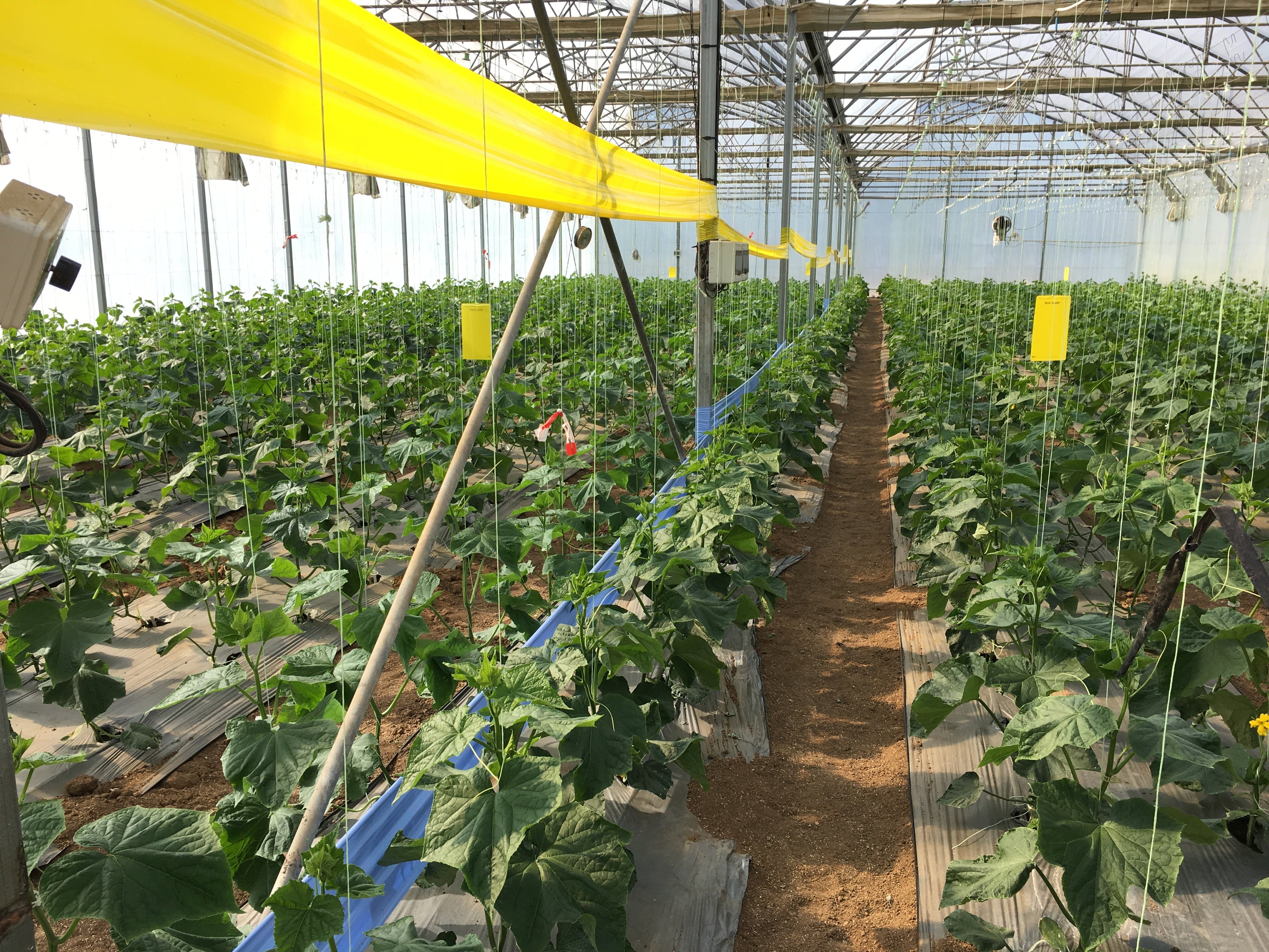 Introduction to cucumber IPM and growing (CUCBEN0922)